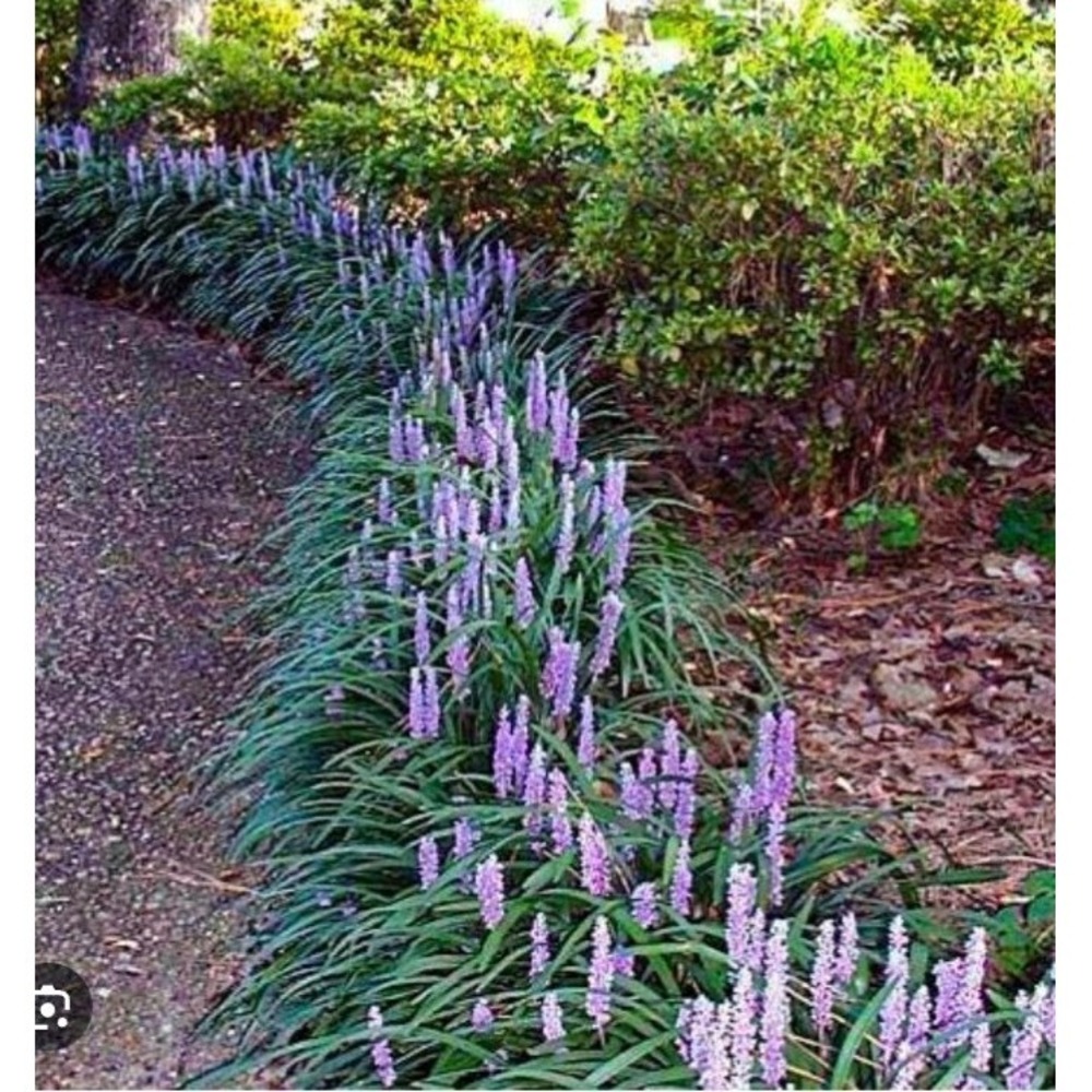 Lithrope Grass Green Purple Flowers 5 Pk Rooted Plants